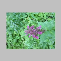MtHoodHike 21Aug2014 025.jpg